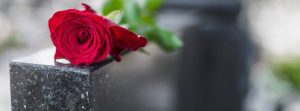 Photo d'une rose rouge PFGM